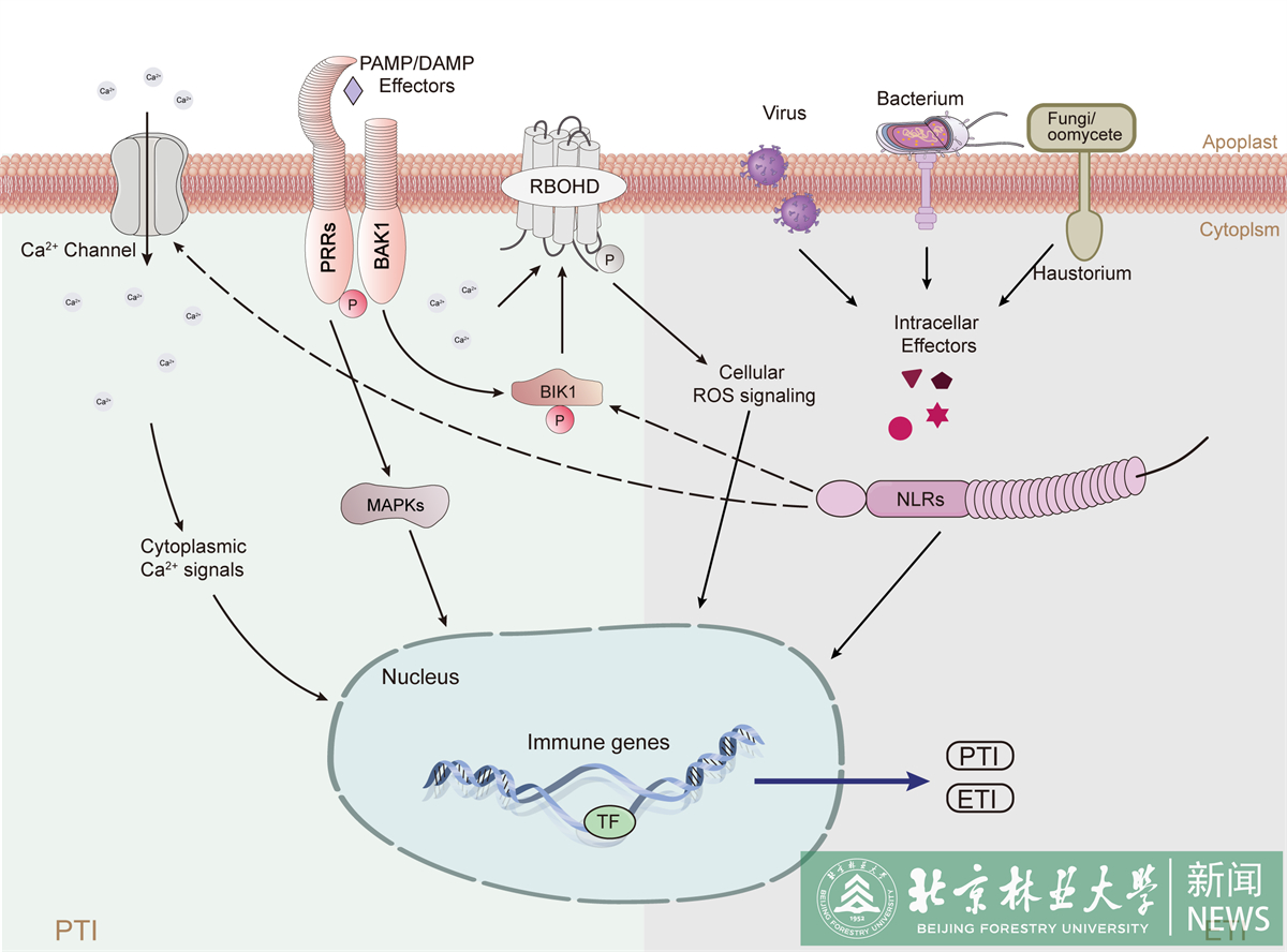 Figure 1.jpg