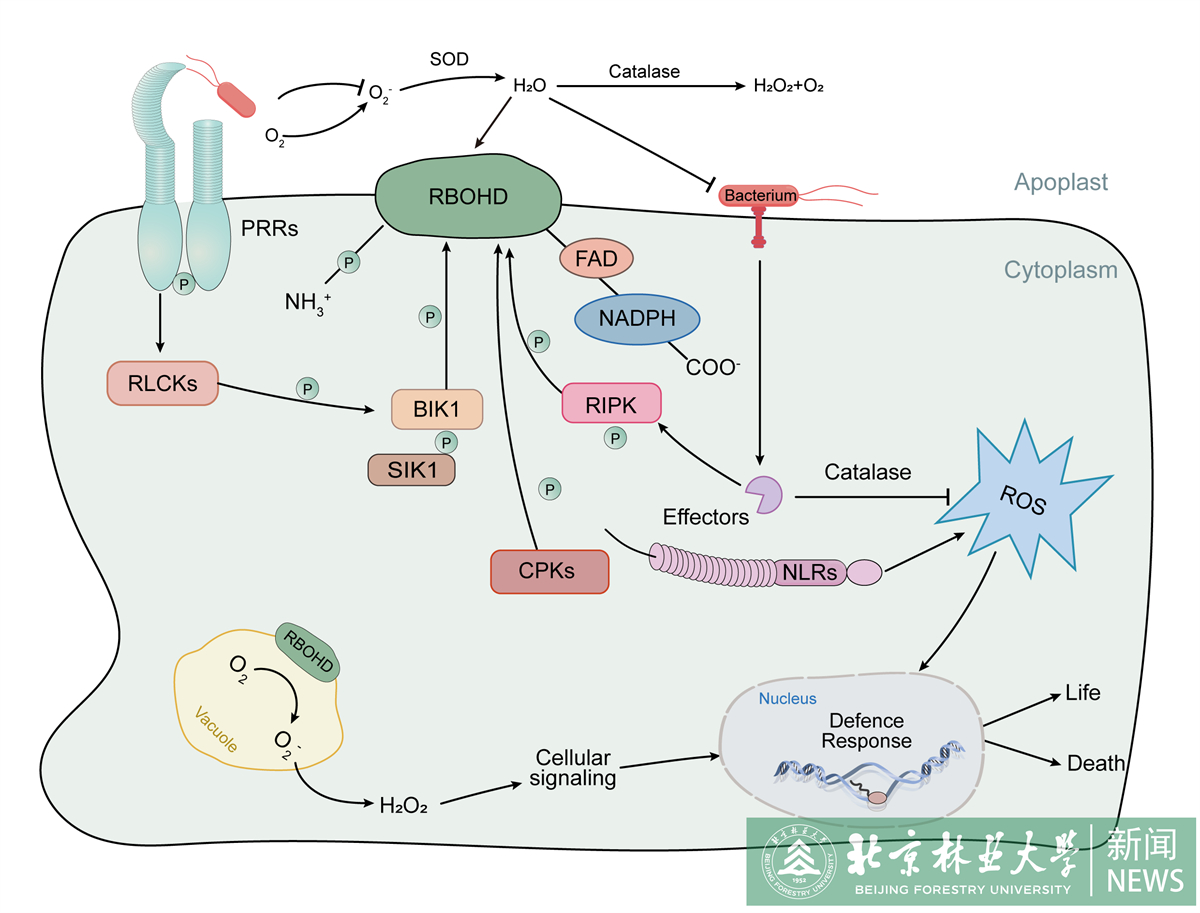 Figure 4.jpg